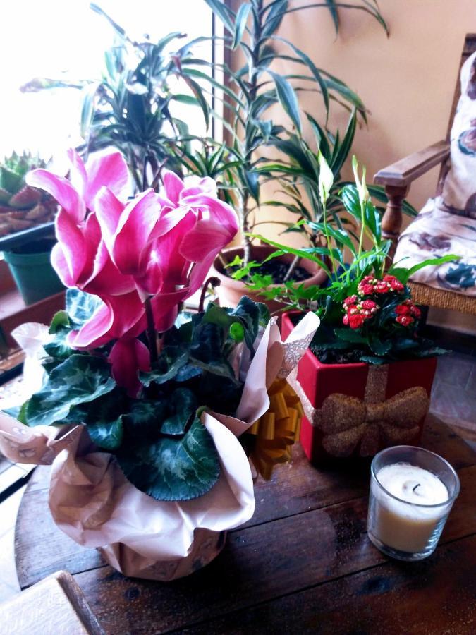 "La Maison Del Corso" Hospitality Пиза Екстериор снимка